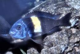 Tropheus-duboisi.jpg