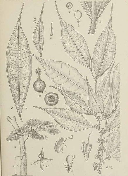 Archivo:Ficus cuspidata ilustracion.jpg