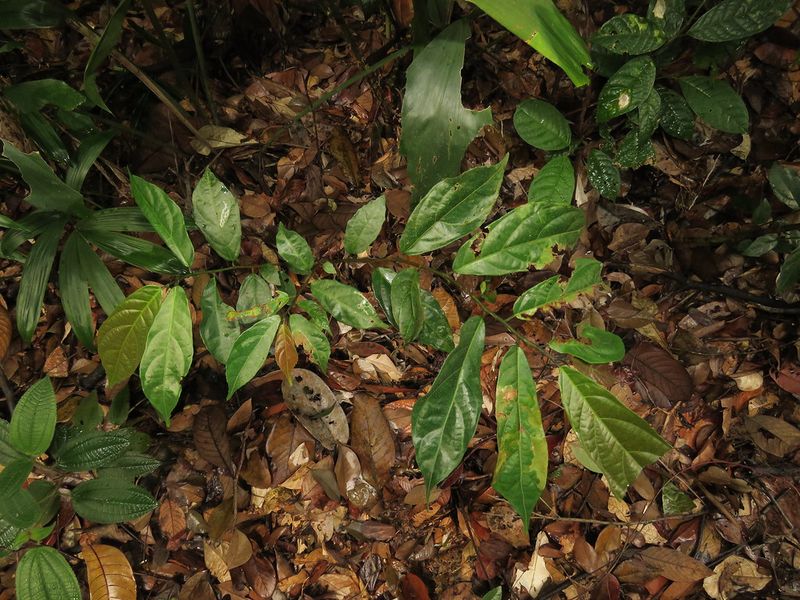 Archivo:Ficus scortechinii.jpg