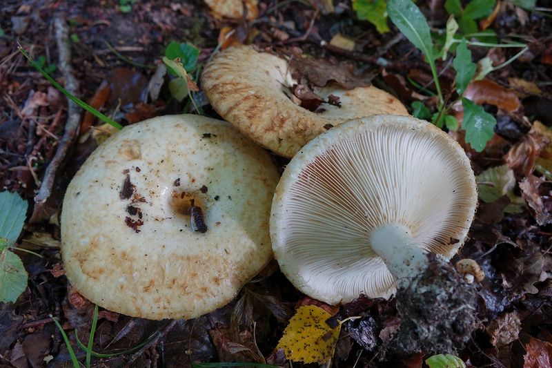 Archivo:Lactarius citriolens.jpg