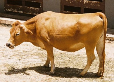 Bos taurus - EcuRed