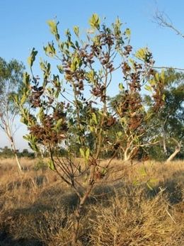 Acacia neurocarpa.jpg