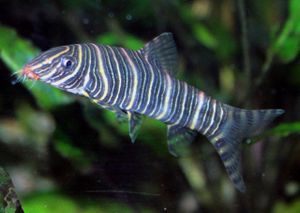 Botia estriada.jpeg