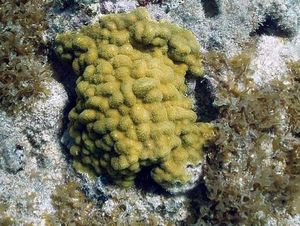 Coral poroso bifurcado1.jpg