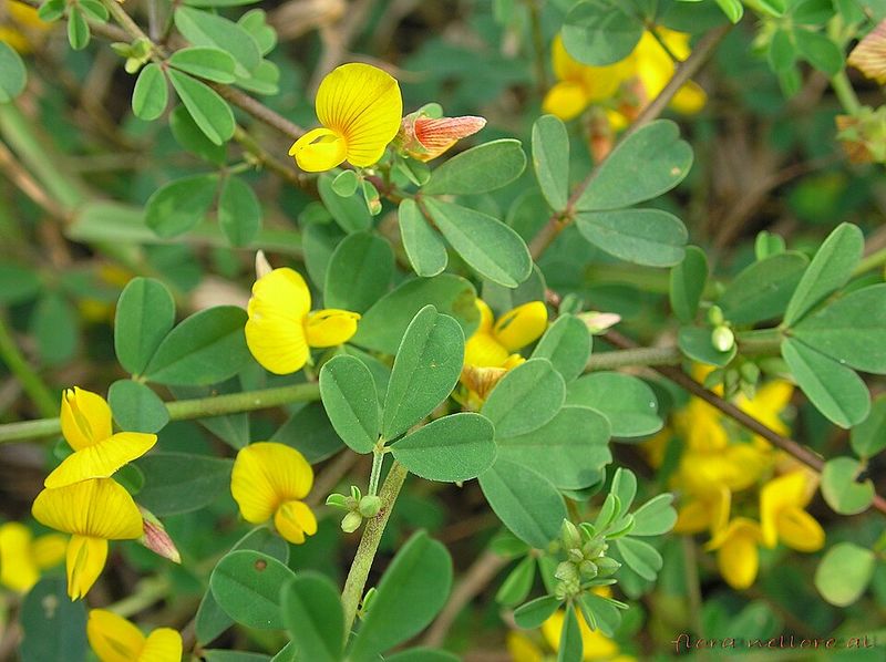 Archivo:Crotalaria medicaginea 1.jpg