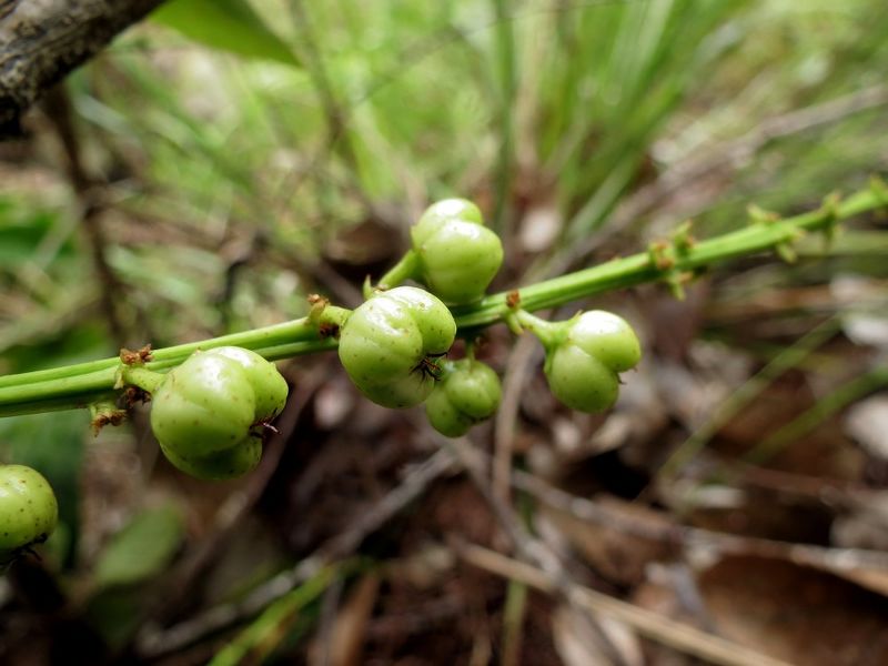 Archivo:Croton choristadenius 2.jpg