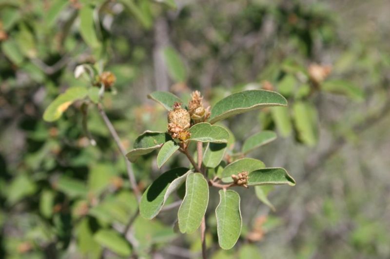 Archivo:Croton geayi 4.jpg