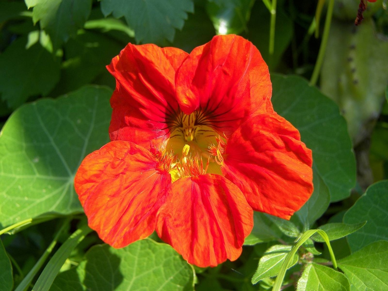 Archivo:Flor brassicaceae.jpeg