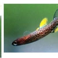 Archivo:Rivulus riograndensis.jpg