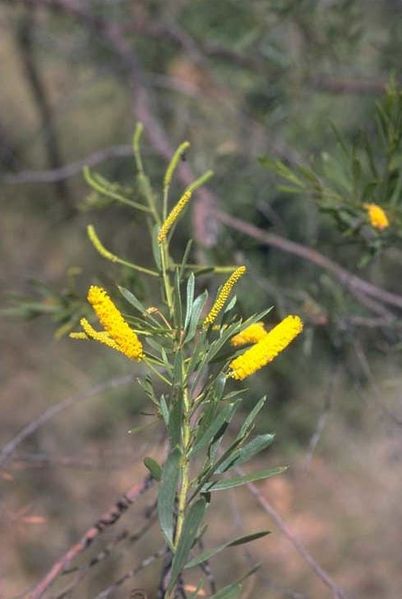Archivo:Acacia lysiphloia 4.jpg