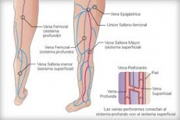 Anatomía del sistema venoso.jpeg
