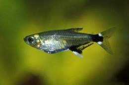 Aphyocharax-paraguayensis-300x199.jpg