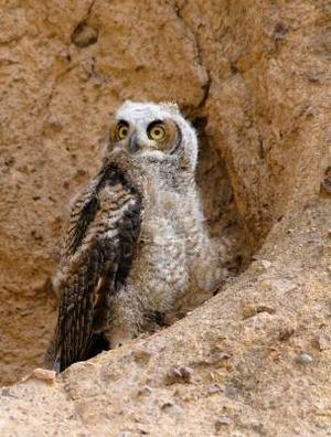 Búho del desierto.jpg