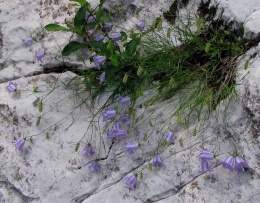 Campanula carnica.jpg