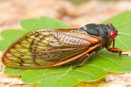 Cigarra-periódica-especies-del-magicicada-20465236.jpg