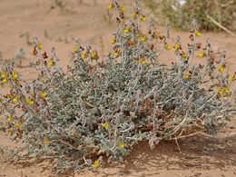 Crotalaria saharae.jpg