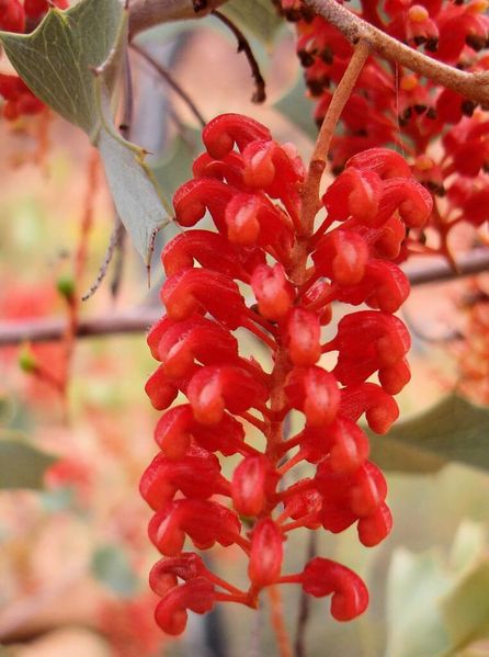 Archivo:Holly-grevillea-200706172809-762x1024.jpg