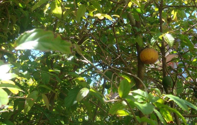 Archivo:Oncoba spinosa.jpg