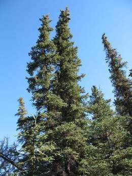 Picea glauca 1.jpg