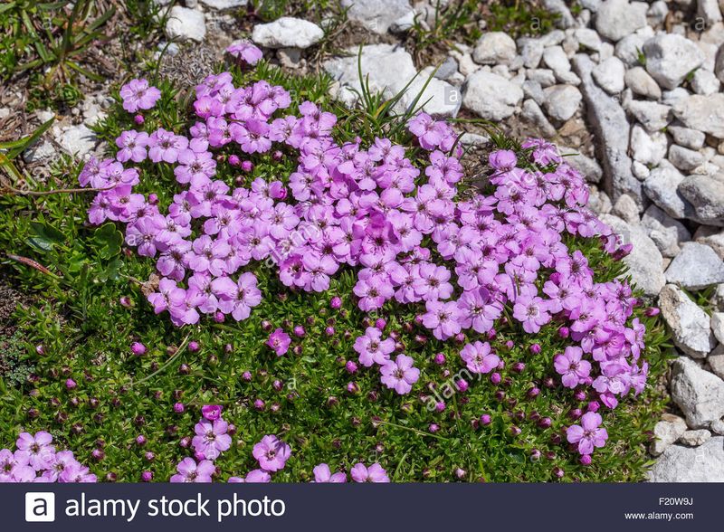 Archivo:Silene-acaule.jpg