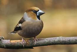 310px-Coccothraustes coccothraustes.jpg