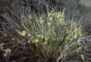 Acacia horridula.jpg