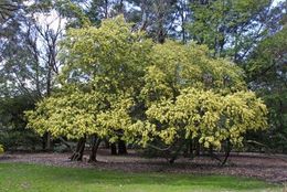 Acaciafloribunda-3Main.jpg