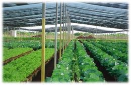 Agricultura.JPG