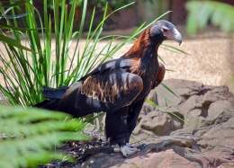 Aquila audax.jpg