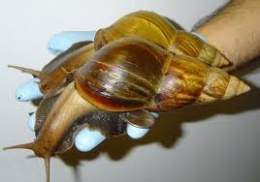Caracolito.jpg