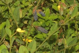 Crotalaria leioloba.jpg