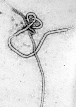 Ebola01.jpg