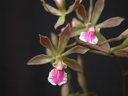 Encyclia xerophytica photo.jpg