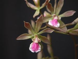 Encyclia xerophytica photo.jpg