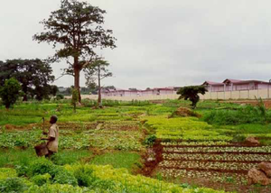 Huertos intensivos.PNG