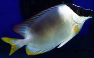 Siganus magnificus.JPG