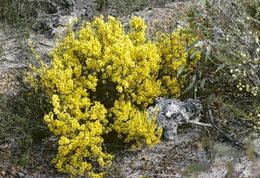 Acacia chrysocephala.jpg