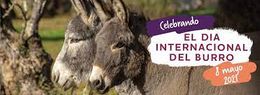 Burro 1.jpg