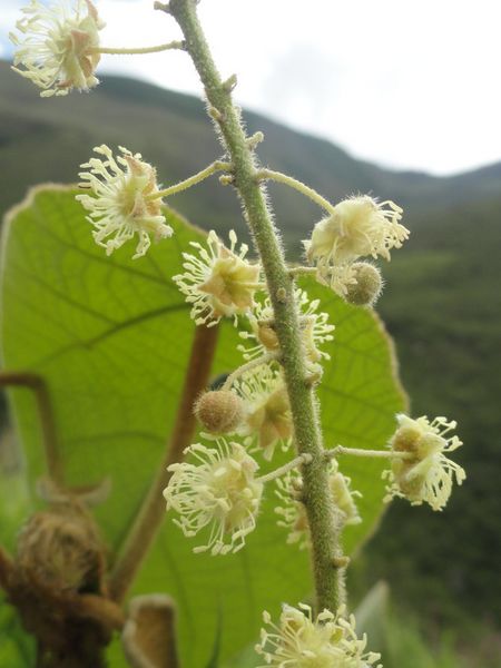 Archivo:Croton perspeciosus 3.jpg