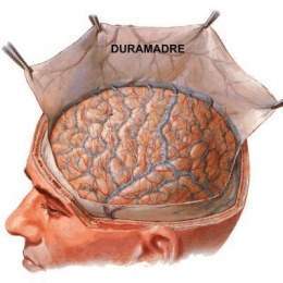 Duramadre - EcuRed diagram of the meninges 