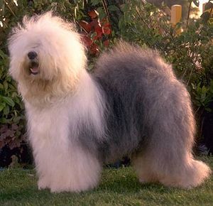 El Bobtail.JPG