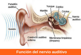 Funcion-nervio-auditivo.png
