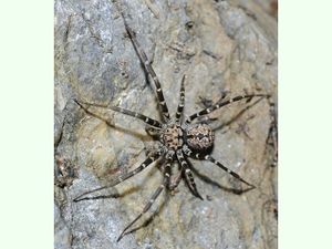 Hersiliola macullulata.jpg