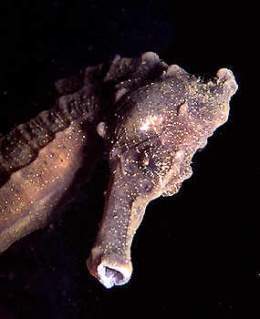 Hippocampus taeniopterus.jpg