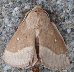 Lasiocampa trifolii.jpg