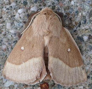 Lasiocampa trifolii.jpg