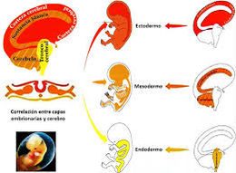 Mesodermo.jpg