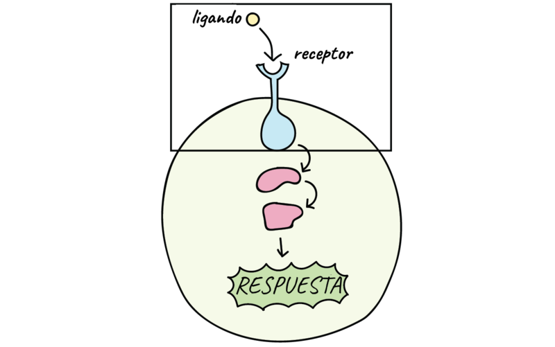 Archivo:Receptorcelular.png