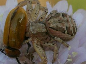 Xysticus cristatus.jpg