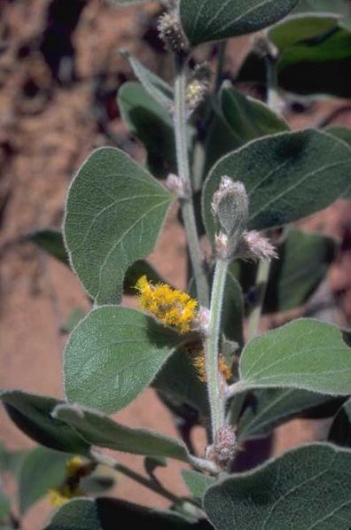 Archivo:Acacia humifusa 3.jpg